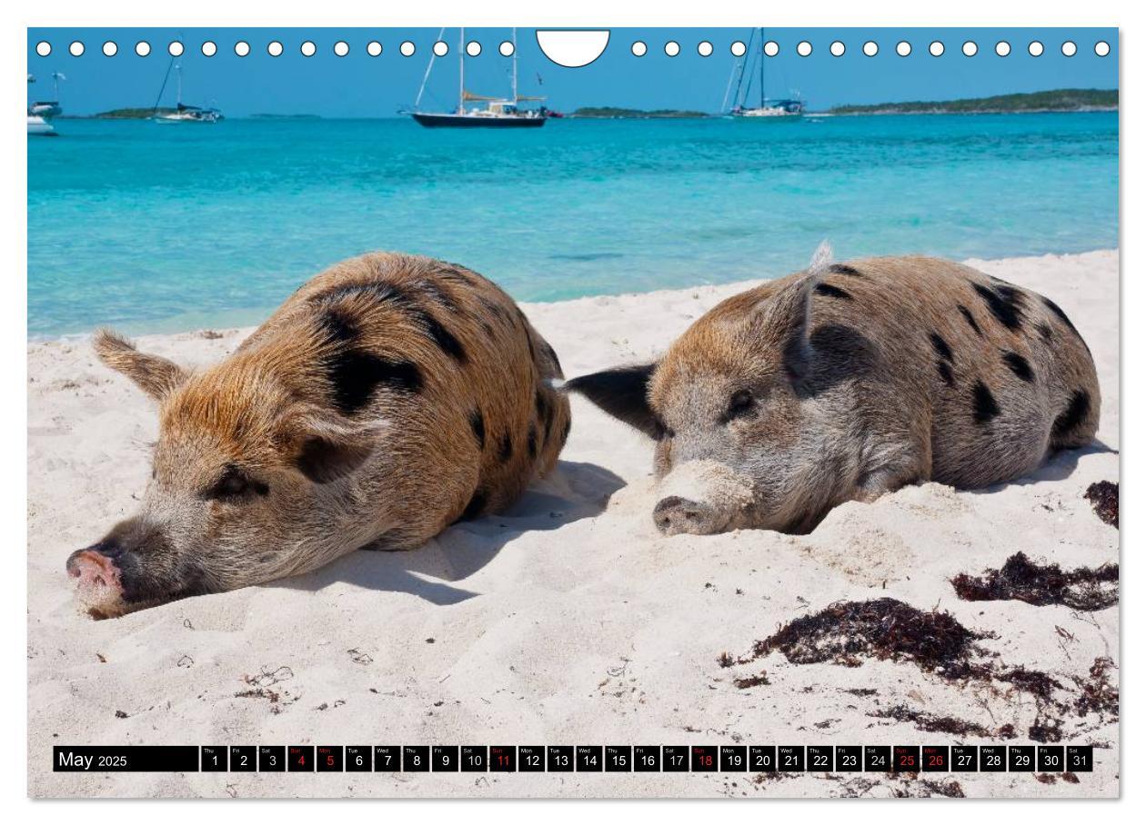 Bild: 9781325994007 | The Swimming Pigs of Bahamas (Wall Calendar 2025 DIN A4 landscape),...