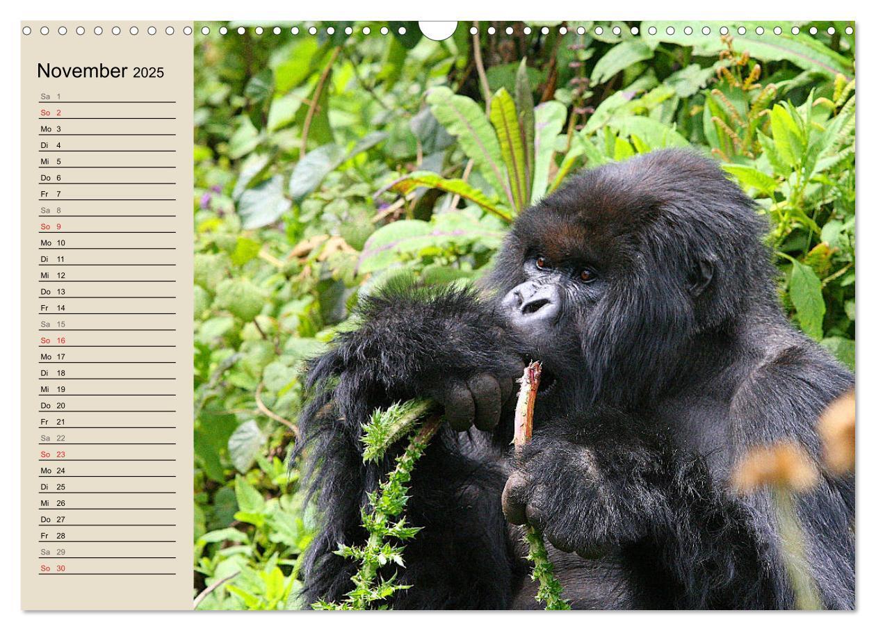 Bild: 9783435524440 | Berggorillas - die sanften Riesen (Wandkalender 2025 DIN A3 quer),...