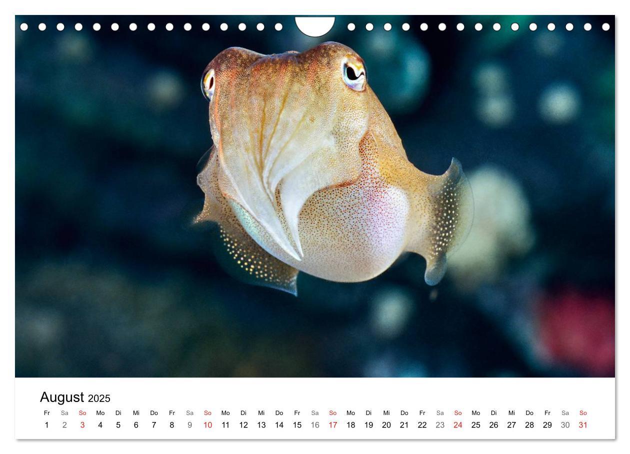 Bild: 9783435794362 | Fischzauber - Wundervolle Aquarienfische (Wandkalender 2025 DIN A4...