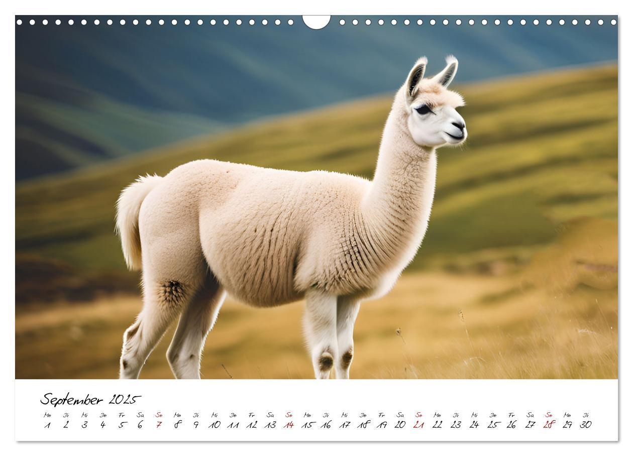 Bild: 9783457189399 | Alpakas, die sanften Andenbewohner (Wandkalender 2025 DIN A3 quer),...