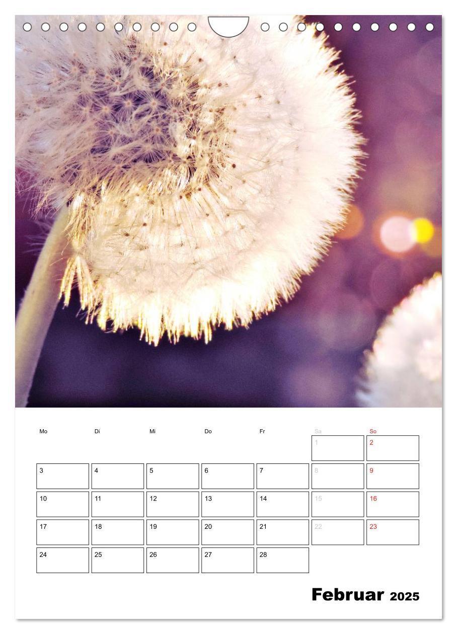 Bild: 9783457068762 | Pusteblumentraum - Dreams of Dandelion (Wandkalender 2025 DIN A4...