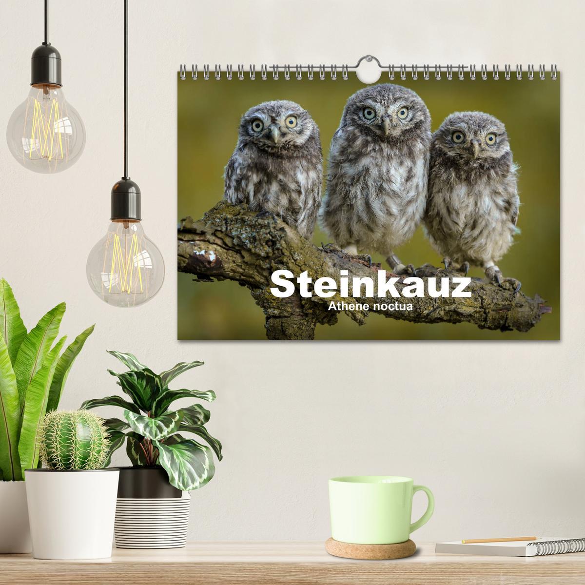 Bild: 9783435300532 | Steinkäuze (Athene noctua) (Wandkalender 2025 DIN A4 quer),...