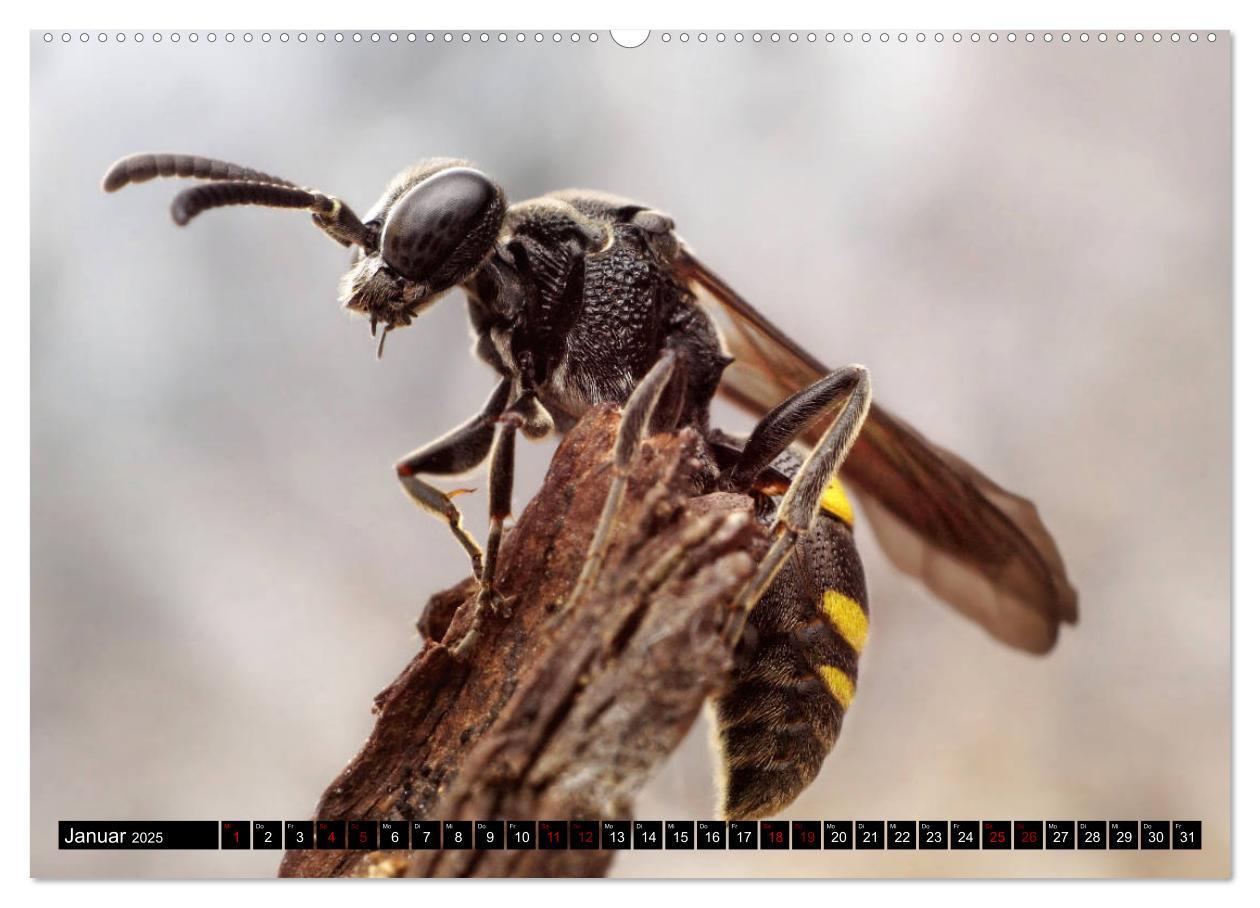 Bild: 9783435340002 | Faszination Makrofotografie: Wespen und Bienen (Wandkalender 2025...