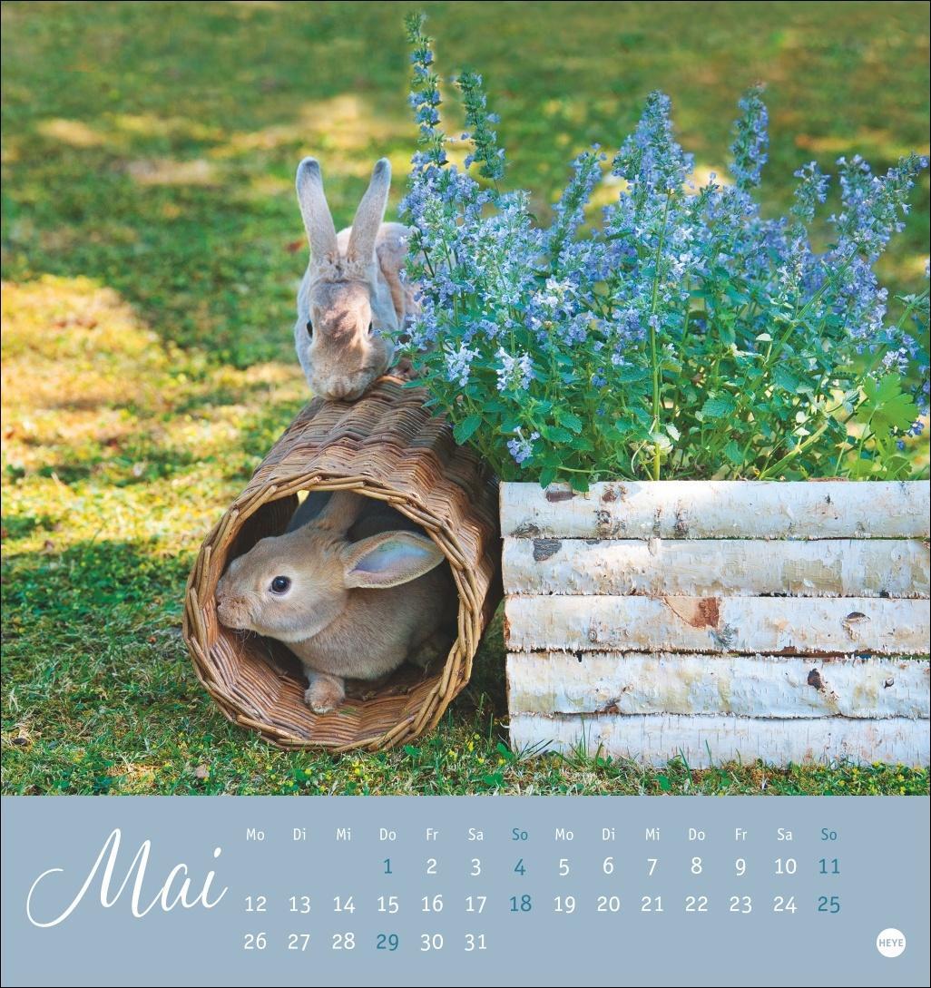 Bild: 9783756407057 | Süße Kaninchen Postkartenkalender 2025 | Kalender | Spiralbindung