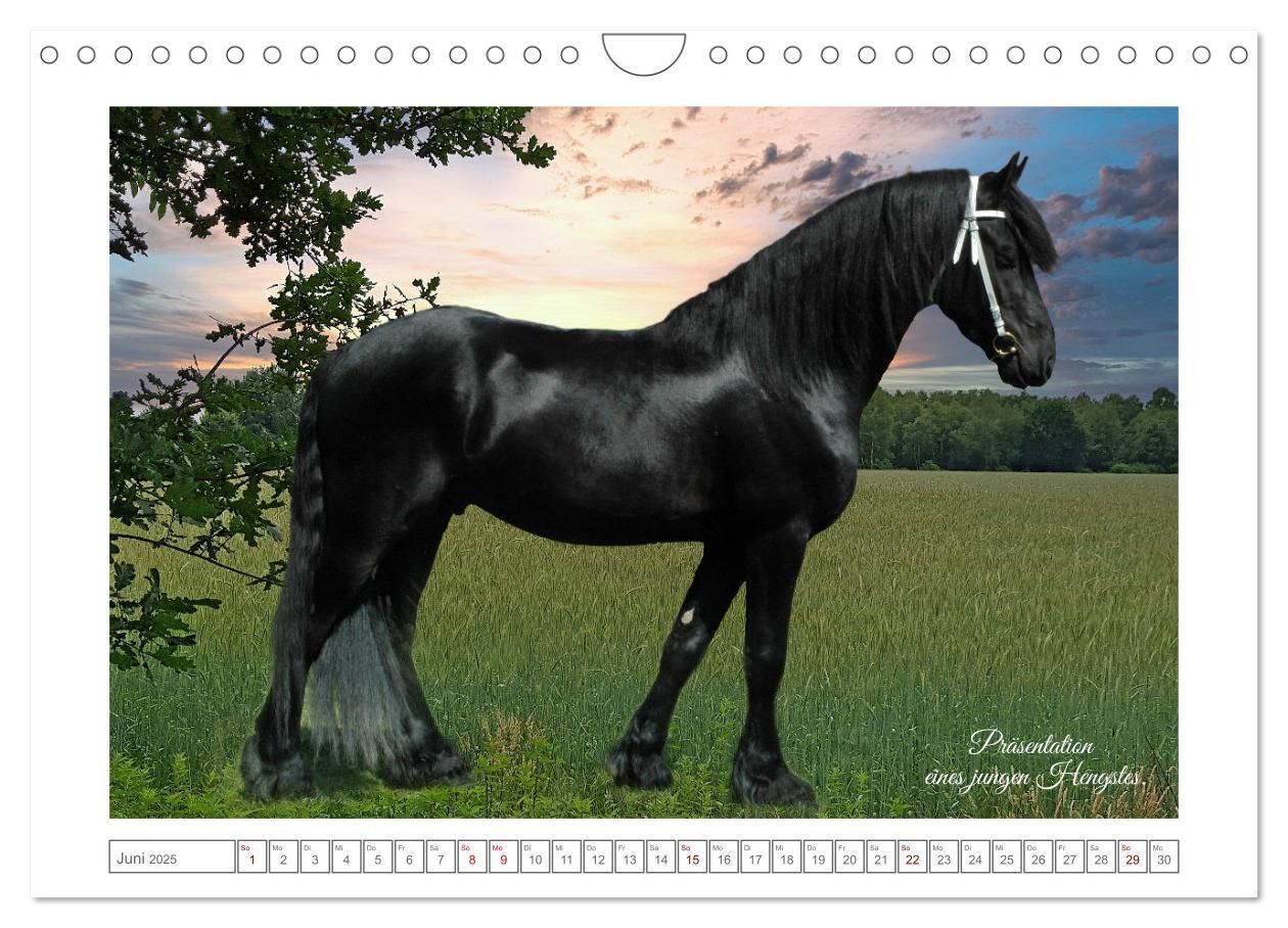 Bild: 9783383869808 | Friesen - elegant und kraftvoll (Wandkalender 2025 DIN A4 quer),...