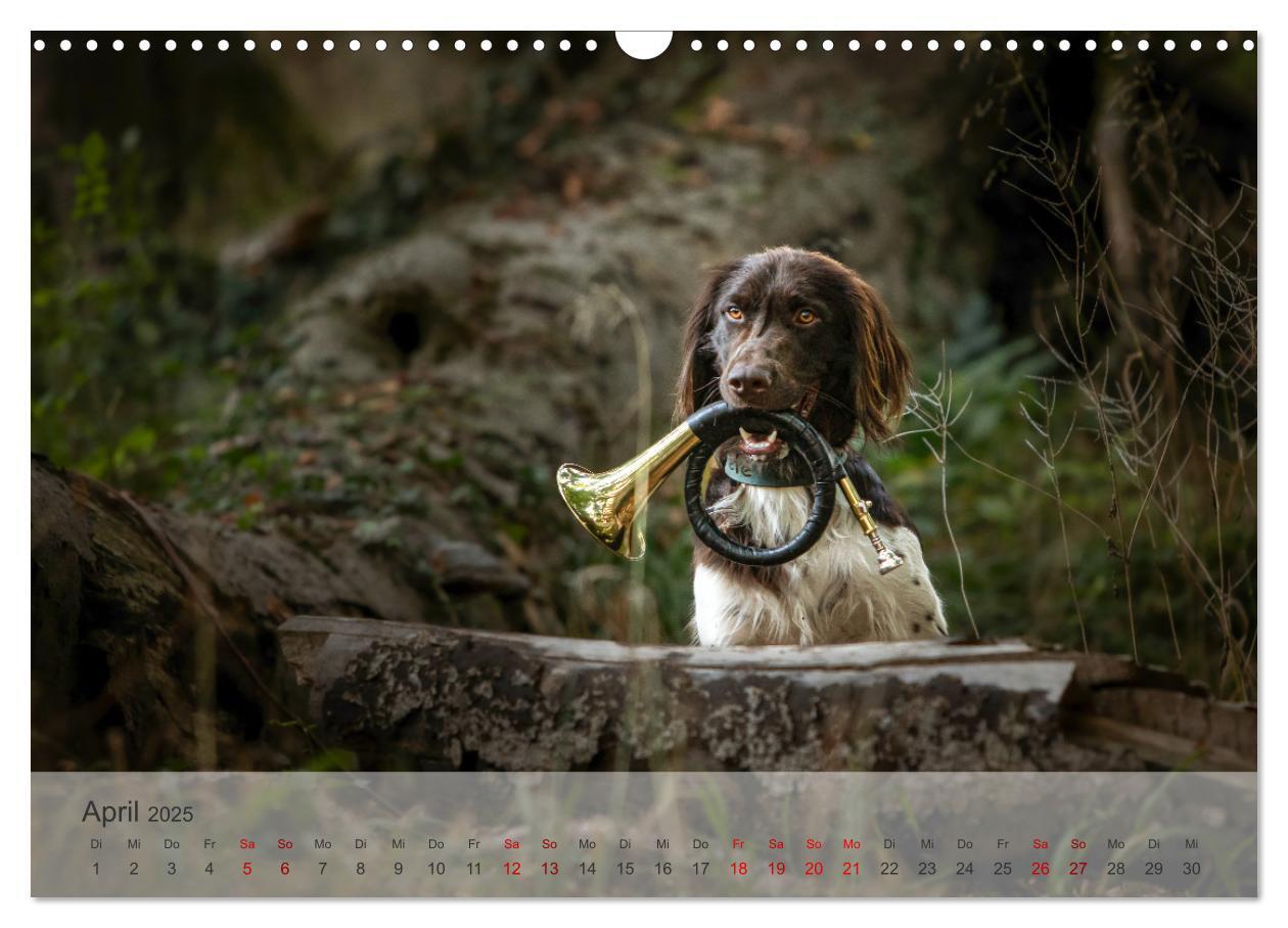 Bild: 9783457145739 | Der kleine Münsterländer (Wandkalender 2025 DIN A3 quer), CALVENDO...