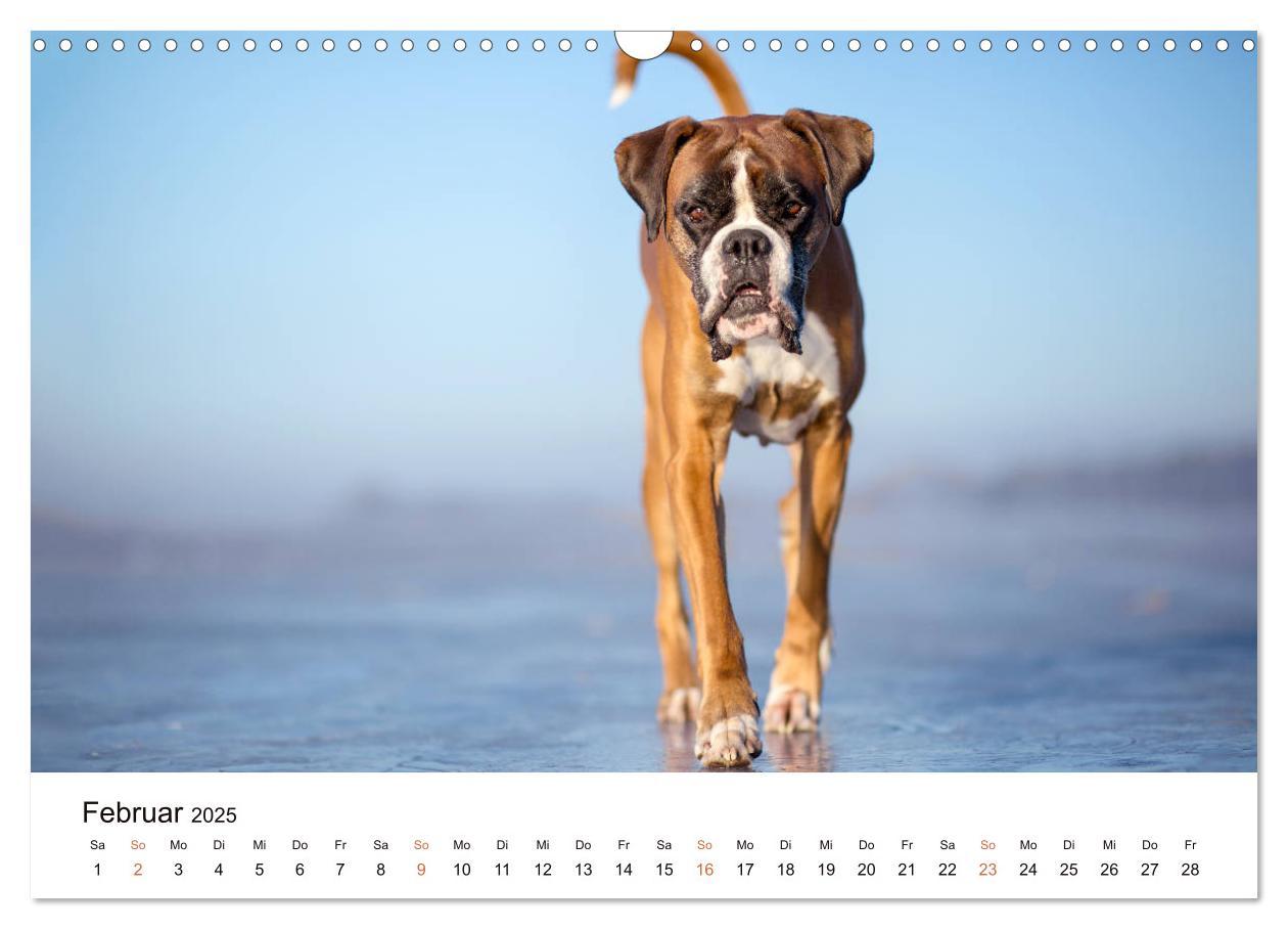 Bild: 9783435160143 | Deutscher Boxer (Wandkalender 2025 DIN A3 quer), CALVENDO...