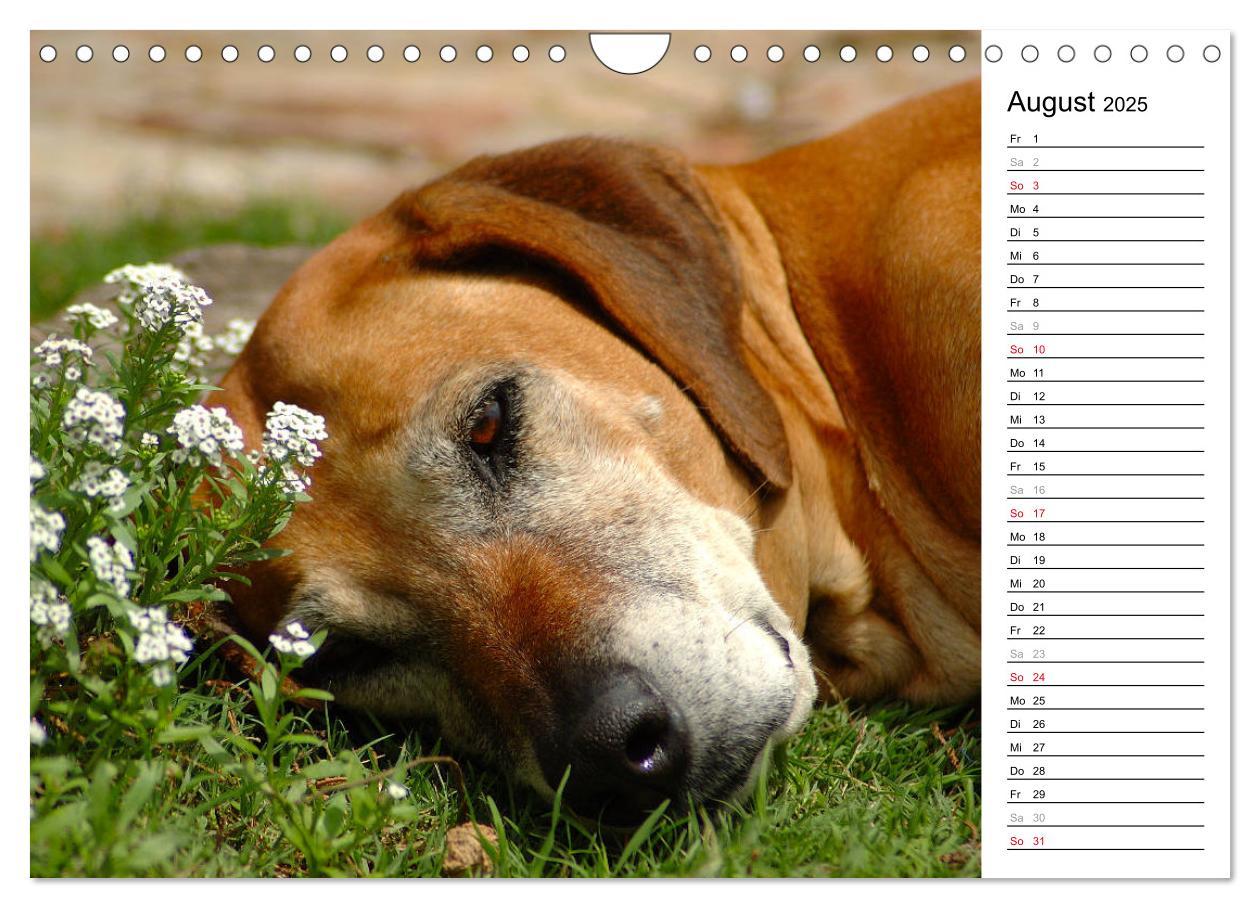 Bild: 9783435455195 | Rhodesian Ridgeback Terminkalender (Wandkalender 2025 DIN A4 quer),...