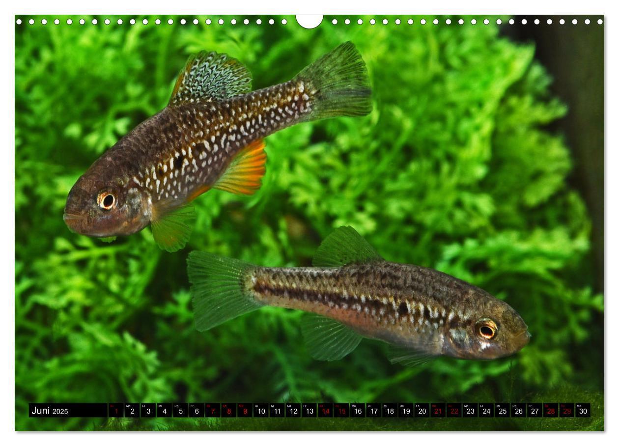 Bild: 9783383911651 | Outdoor-Aquaristik (Wandkalender 2025 DIN A3 quer), CALVENDO...