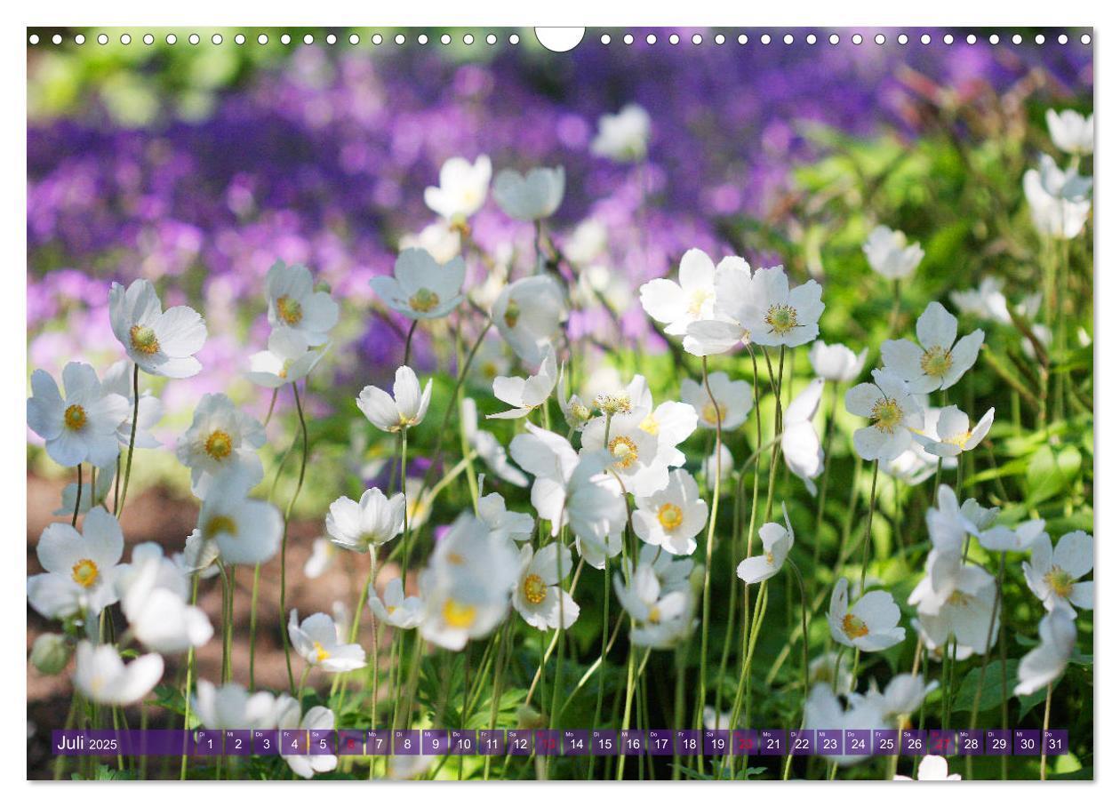 Bild: 9783435172696 | Beschwingte Blumenwelt (Wandkalender 2025 DIN A3 quer), CALVENDO...