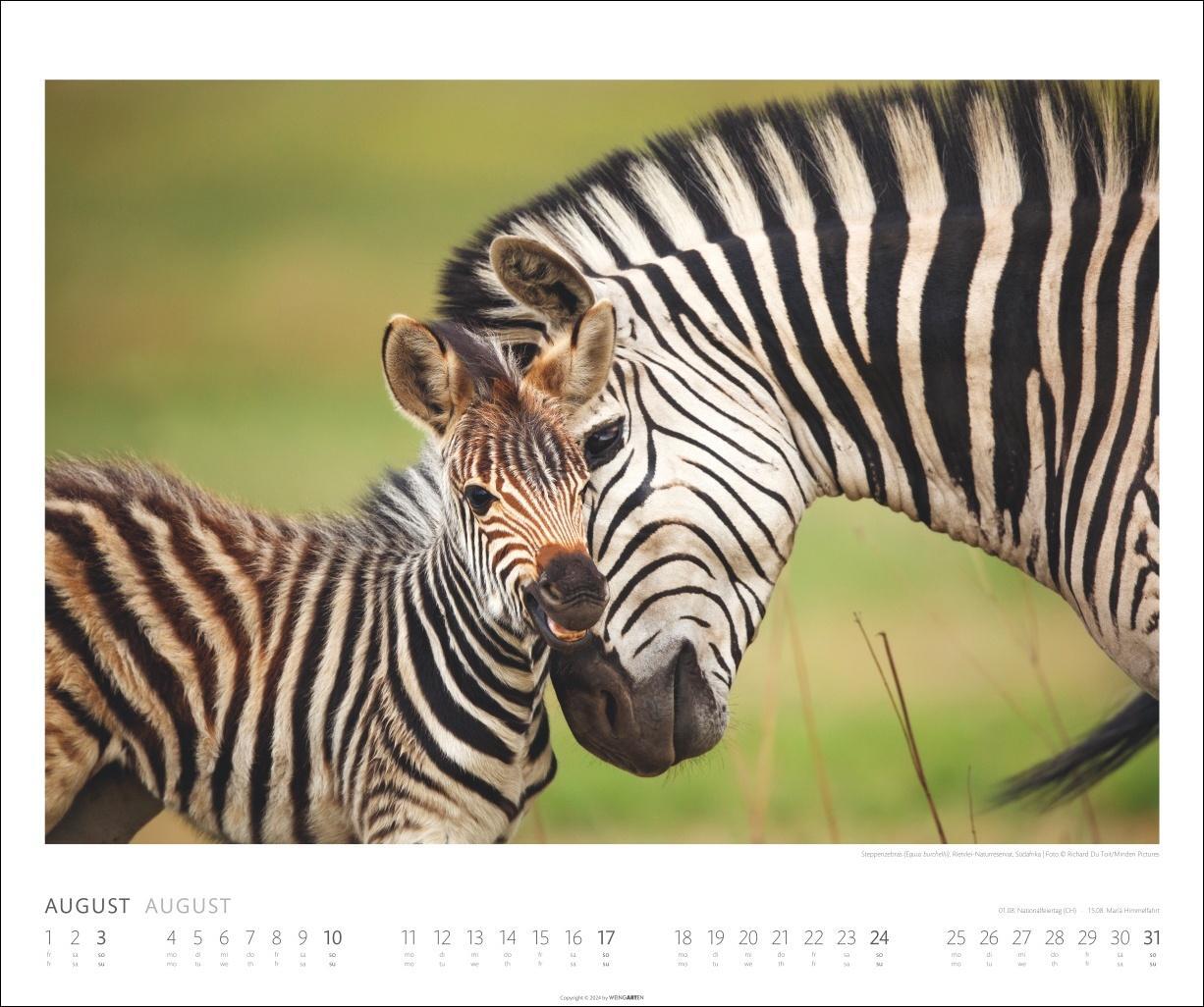 Bild: 9783839901014 | African Wildlife Kalender 2025 | Kalender | Spiralbindung | 14 S.