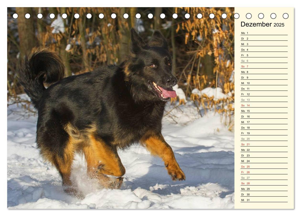 Bild: 9783435540587 | Altdeutsche Hütehunde - Fast vergessen (Tischkalender 2025 DIN A5...