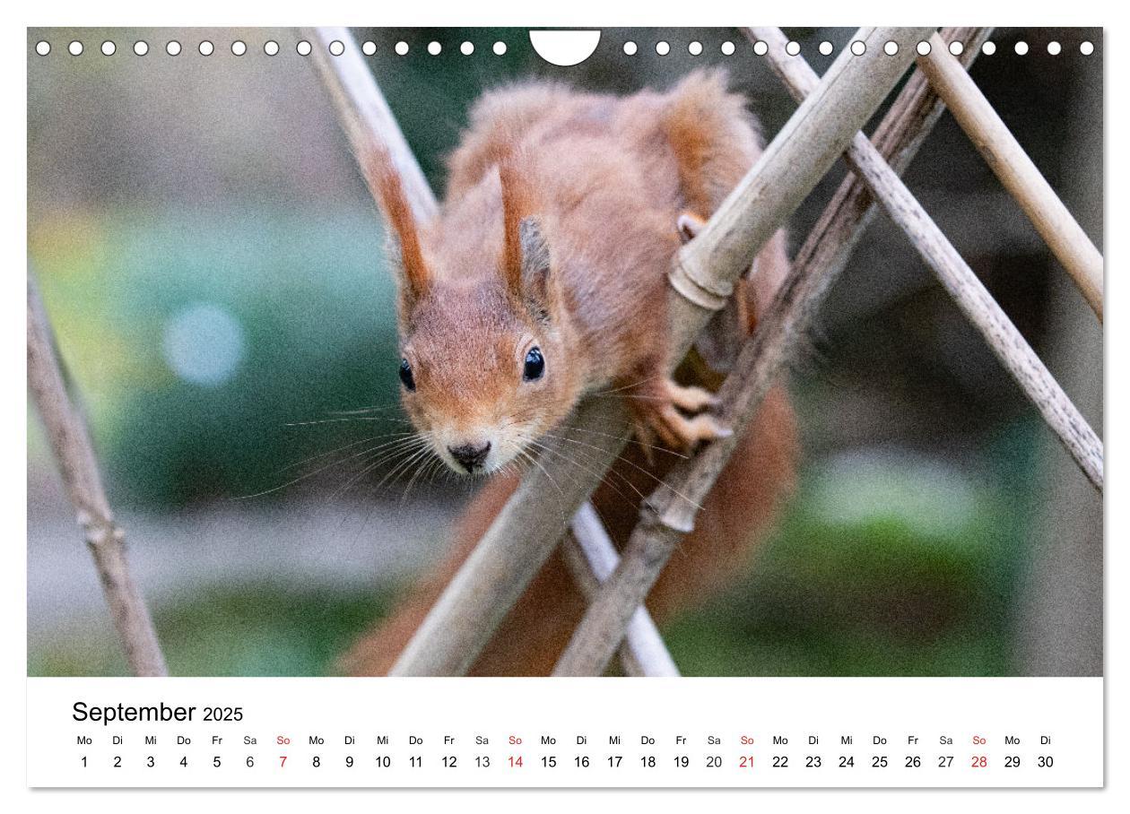 Bild: 9783435584390 | Eichhörnchen - Kleine Kobolde im Roten Pelz (Wandkalender 2025 DIN...