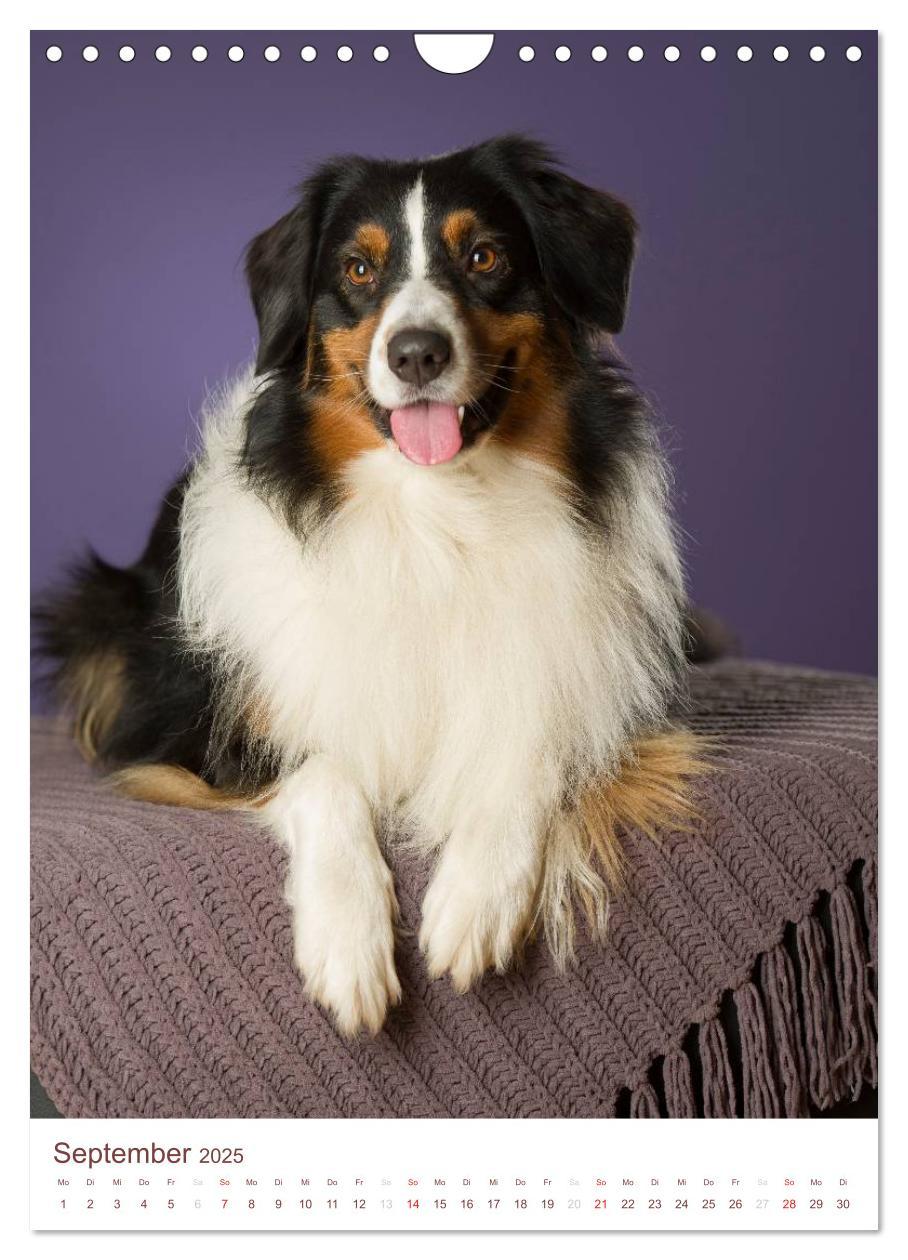 Bild: 9783457065143 | Australian Shepherds (Wandkalender 2025 DIN A4 hoch), CALVENDO...