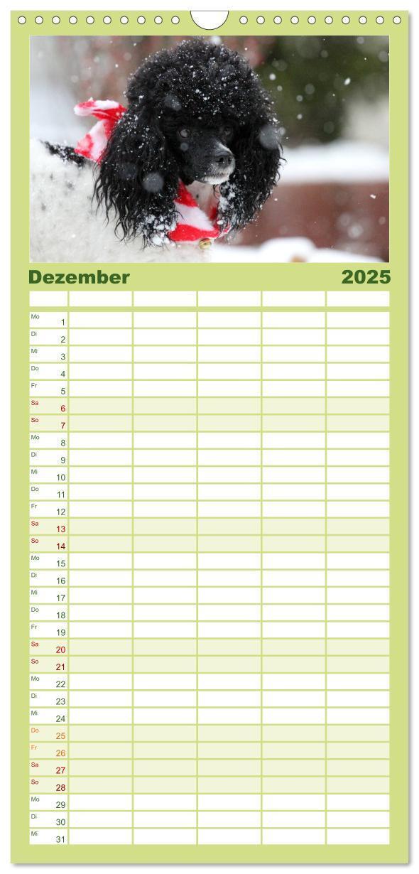 Bild: 9783457120217 | Familienplaner 2025 - Faszination Hund mit 5 Spalten (Wandkalender,...