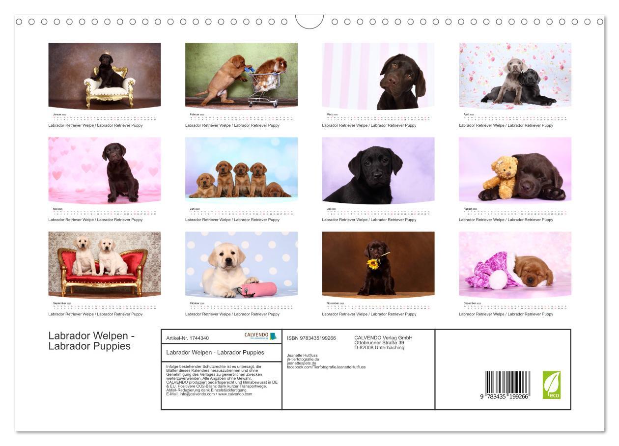 Bild: 9783435199266 | Labrador Welpen - Labrador Puppies (Wandkalender 2025 DIN A3 quer),...