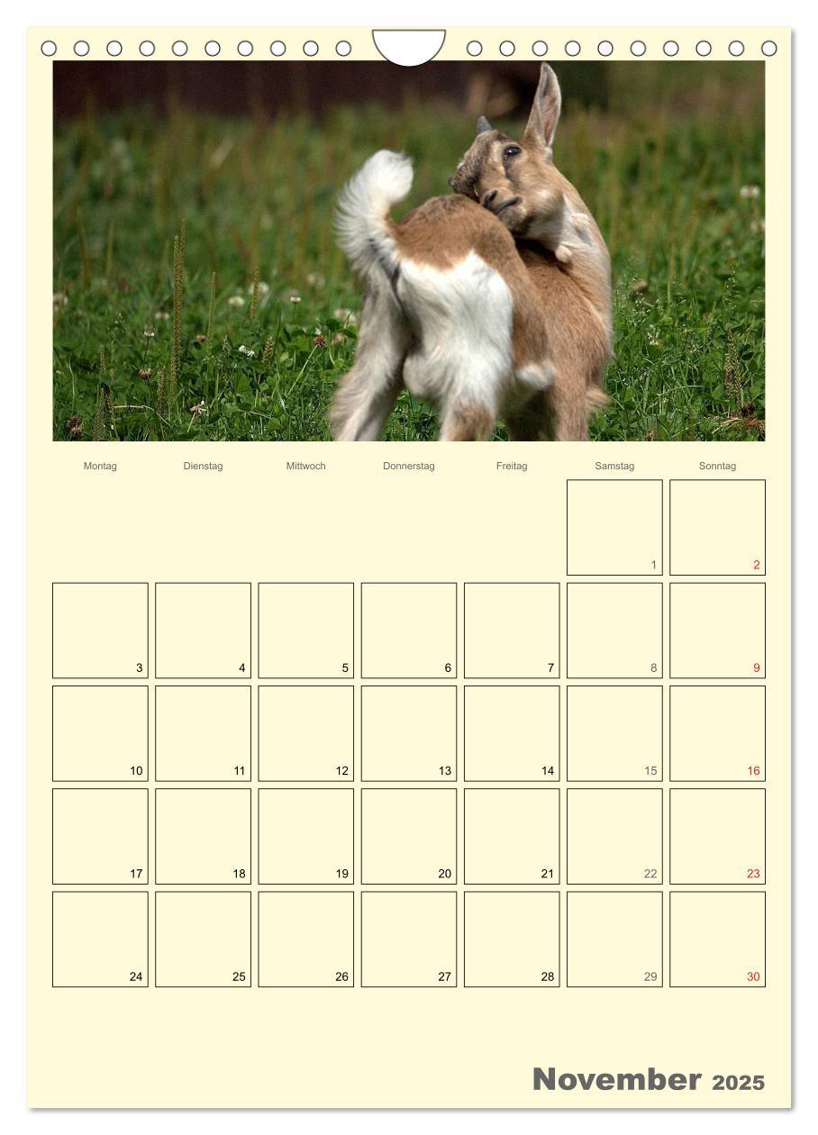 Bild: 9783457015872 | Zwergziegen (Wandkalender 2025 DIN A4 hoch), CALVENDO Monatskalender