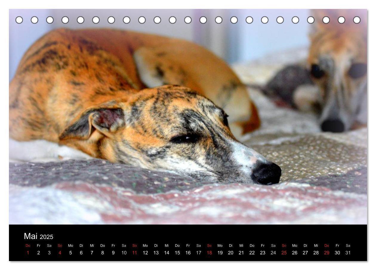 Bild: 9783435643141 | Whippet 2025 (Tischkalender 2025 DIN A5 quer), CALVENDO Monatskalender