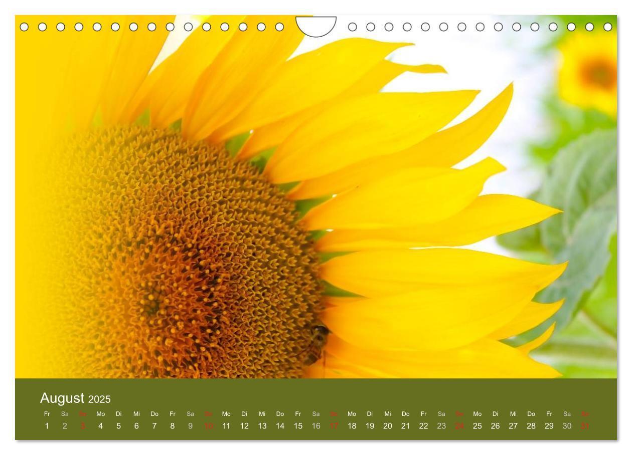 Bild: 9783435800209 | Sonnenblumen - die Blumen der Lebensfreude (Wandkalender 2025 DIN...