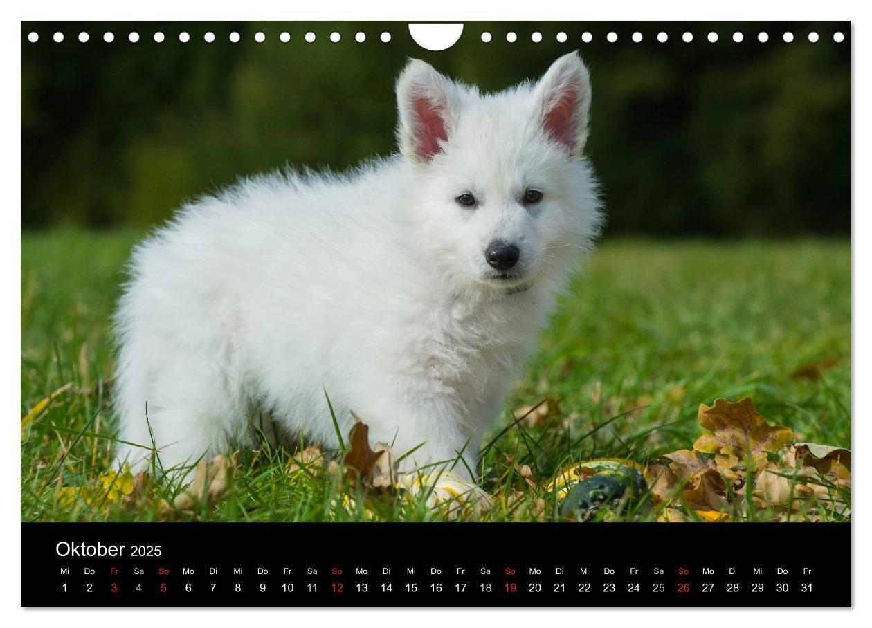 Bild: 9783435765928 | Weißer Schweizer Schäferhund (Wandkalender 2025 DIN A4 quer),...