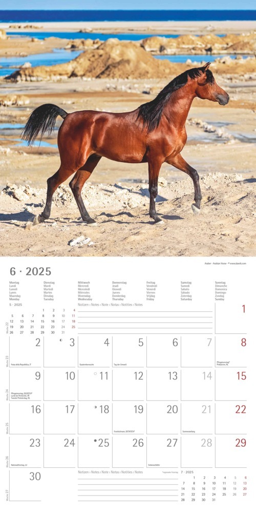 Bild: 4251732340704 | Pferde 2025 - Broschürenkalender 30x30 cm (30x60 geöffnet) -...