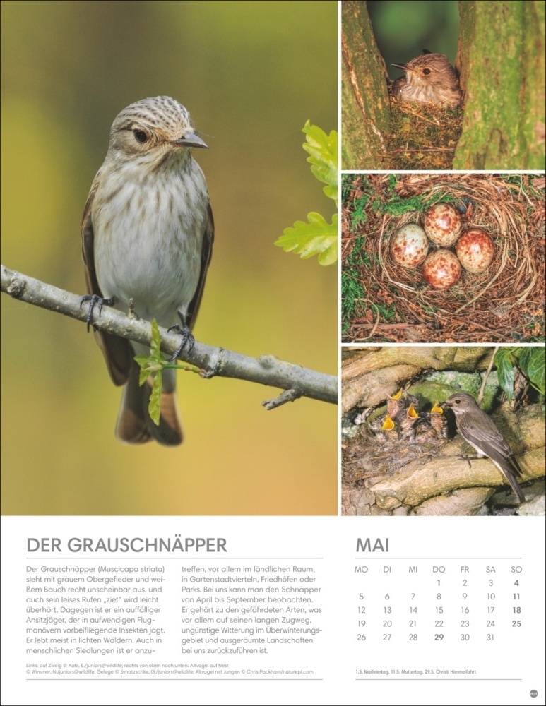 Bild: 9783756405336 | Vögel in unseren Gärten Posterkalender 2025 | Kalender | Spiralbindung