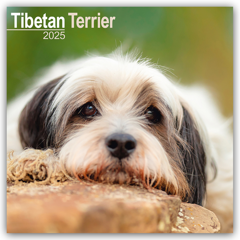 Cover: 9781804603949 | Tibetan Terrier - Tibet Terrier 2025 - 16-Monatskalender | Publishing