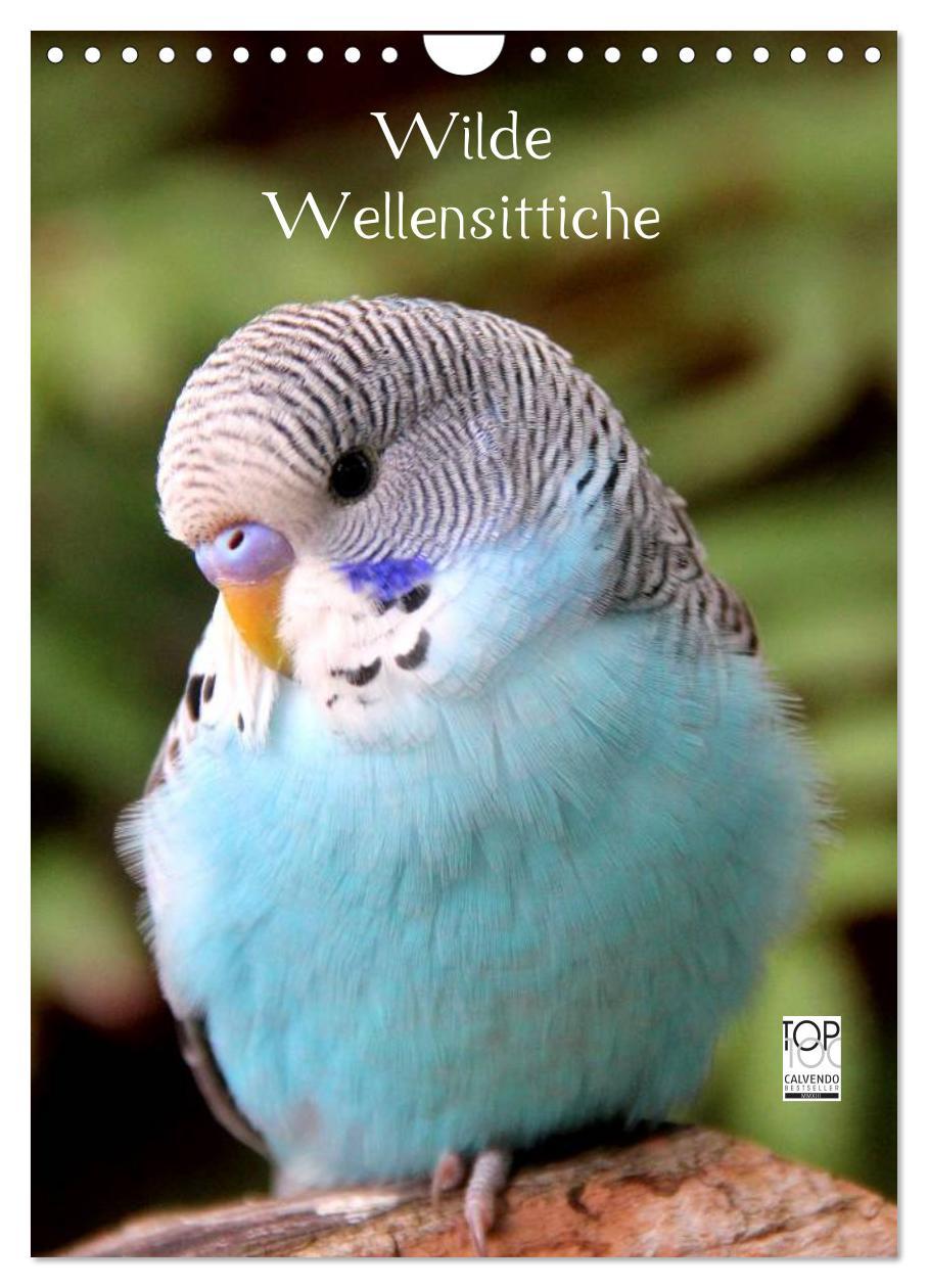 Cover: 9783457086407 | Wilde Wellensittiche (Wandkalender 2025 DIN A4 hoch), CALVENDO...