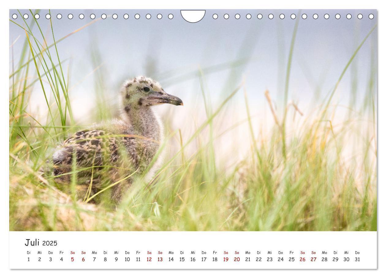 Bild: 9783435029297 | Sehnsuchtinsel Langeoog (Wandkalender 2025 DIN A4 quer), CALVENDO...