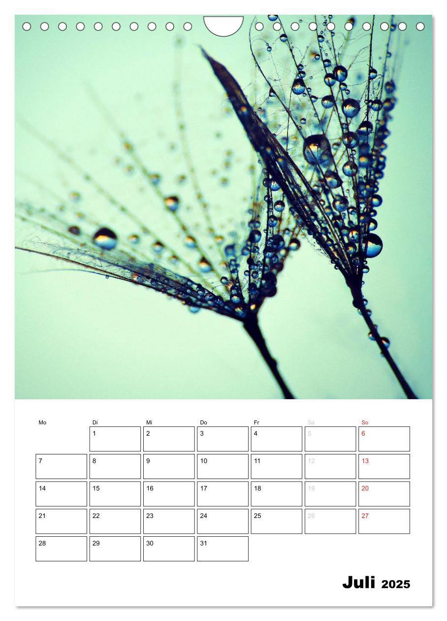 Bild: 9783457068762 | Pusteblumentraum - Dreams of Dandelion (Wandkalender 2025 DIN A4...