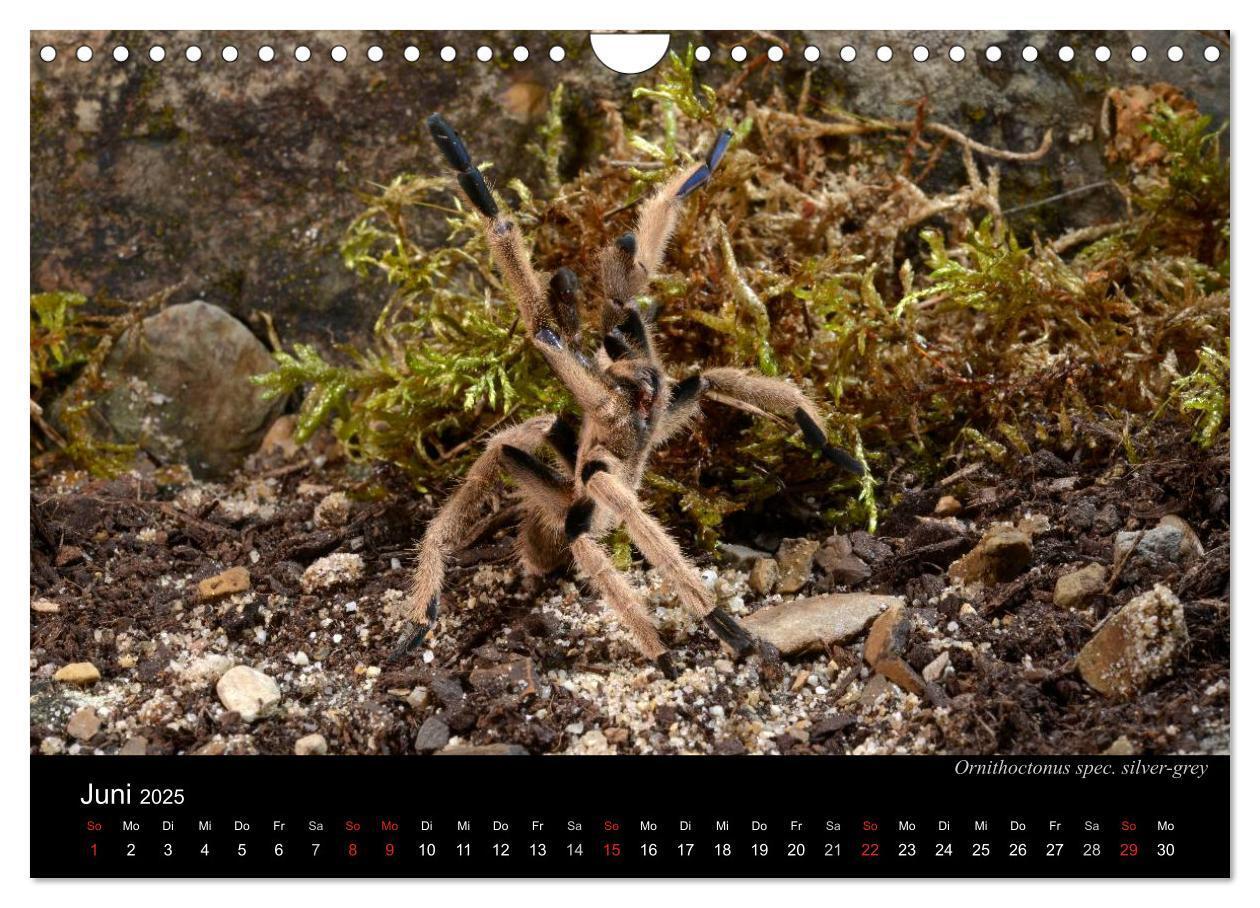 Bild: 9783435776313 | Vogelspinnen - Tarantulas (Wandkalender 2025 DIN A4 quer), CALVENDO...