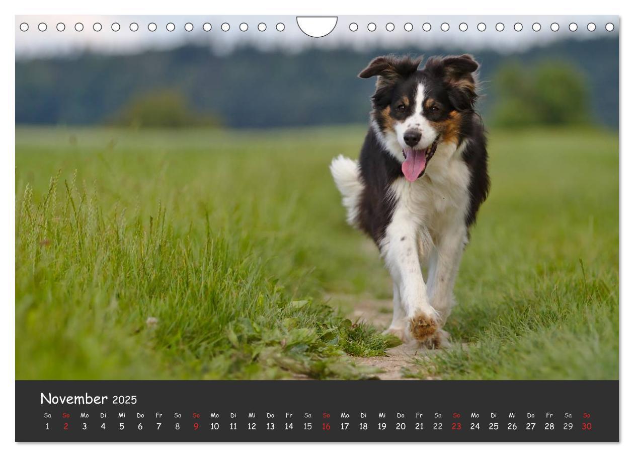 Bild: 9783435582686 | Australian Shepherd - Augenblicke (Wandkalender 2025 DIN A4 quer),...