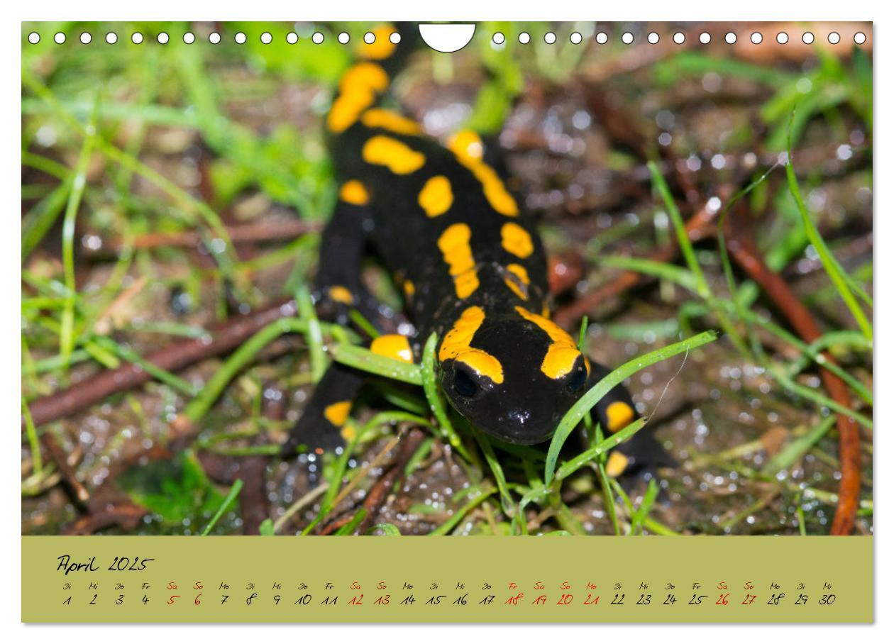 Bild: 9783435173228 | Feuersalamander - Liebenswerte Heimlichtuer (Wandkalender 2025 DIN...