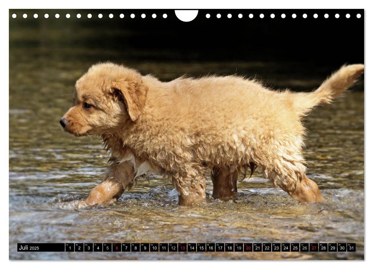 Bild: 9783435569663 | Nova Scotia Duck Tolling Retriever (Wandkalender 2025 DIN A4 quer),...