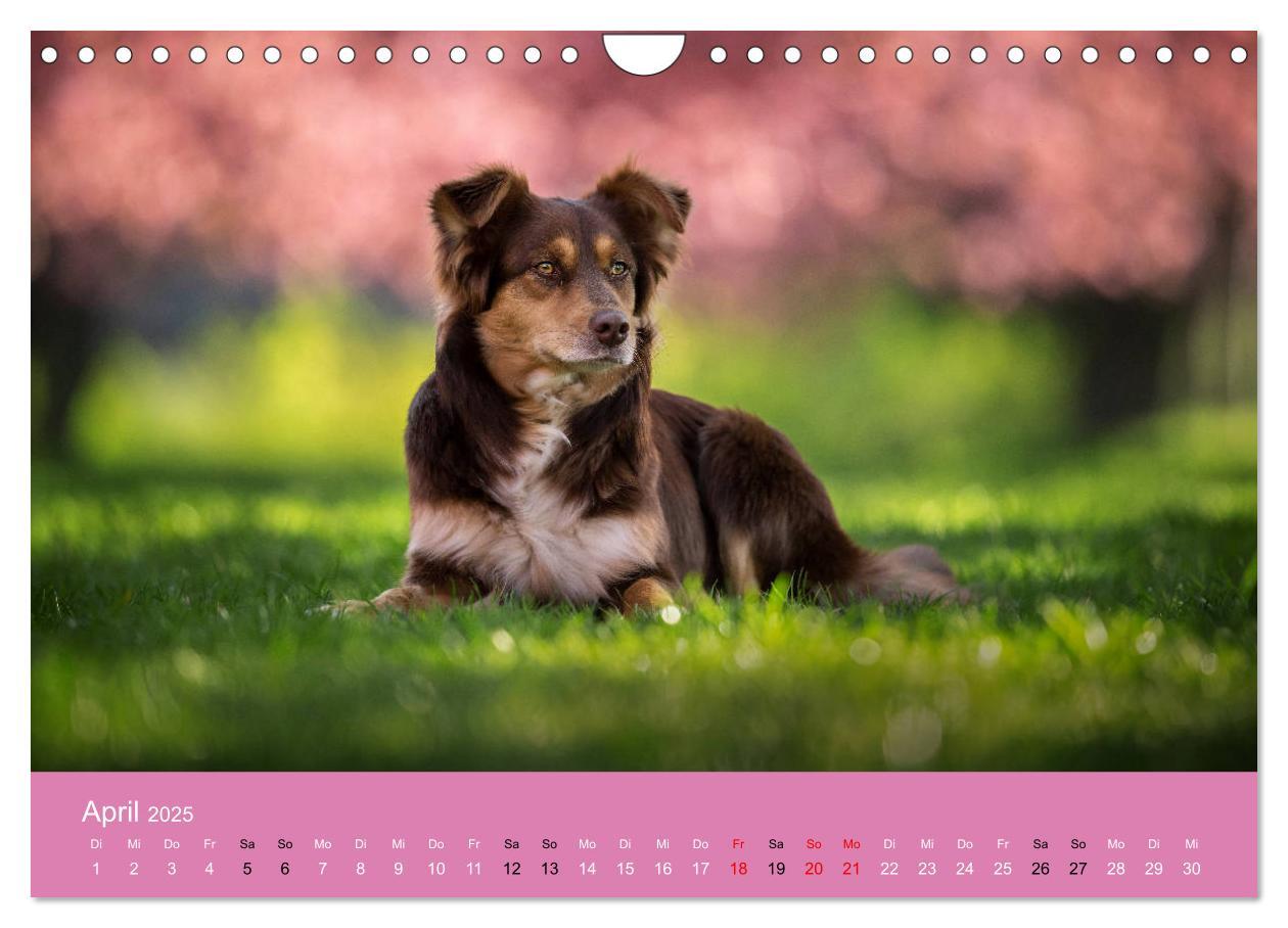 Bild: 9783435233502 | Australian Shepherd - Vielfalt in einer Rasse (Wandkalender 2025...