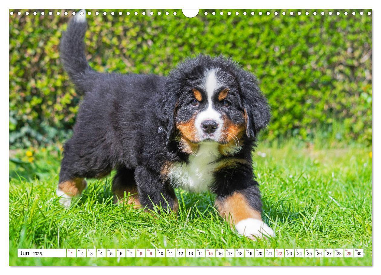 Bild: 9783435215331 | Kleine Herzen auf 4 Pfoten - Berner Sennenhunde (Wandkalender 2025...