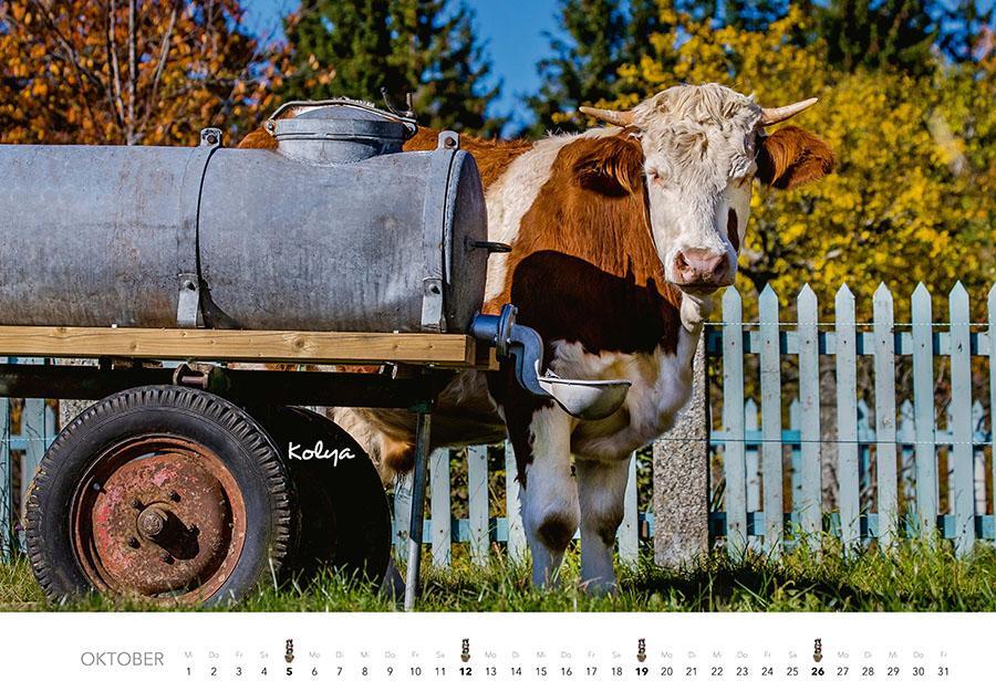 Bild: 9783966648226 | Kühe Kalender 2025 Wandkalender | J. -L. Klein (u. a.) | Kalender