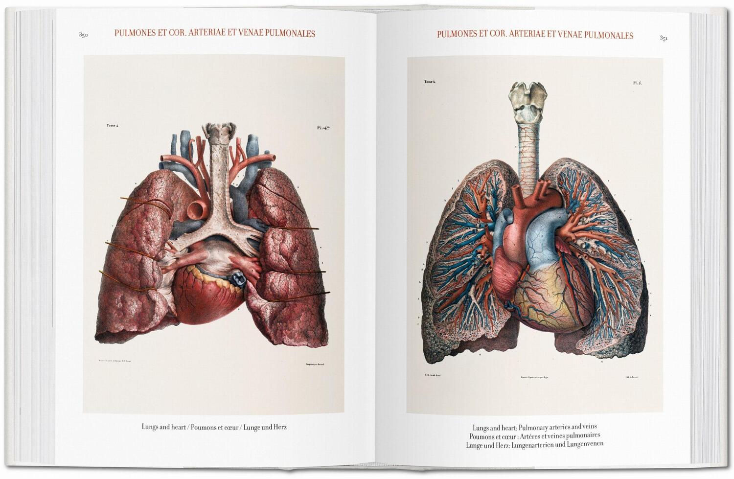 Bild: 9783836556620 | Jean Marc Bourgery. Atlas of Human Anatomy and Surgery | Minor (u. a.)