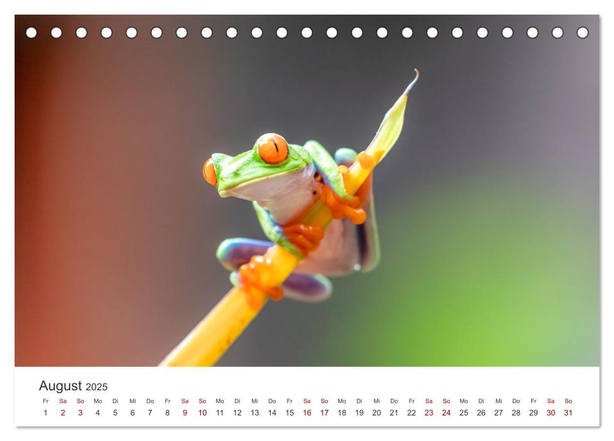 Bild: 9783435000395 | Frösche - Die wunderschöne Welt der bunten Hüpfer. (Tischkalender...