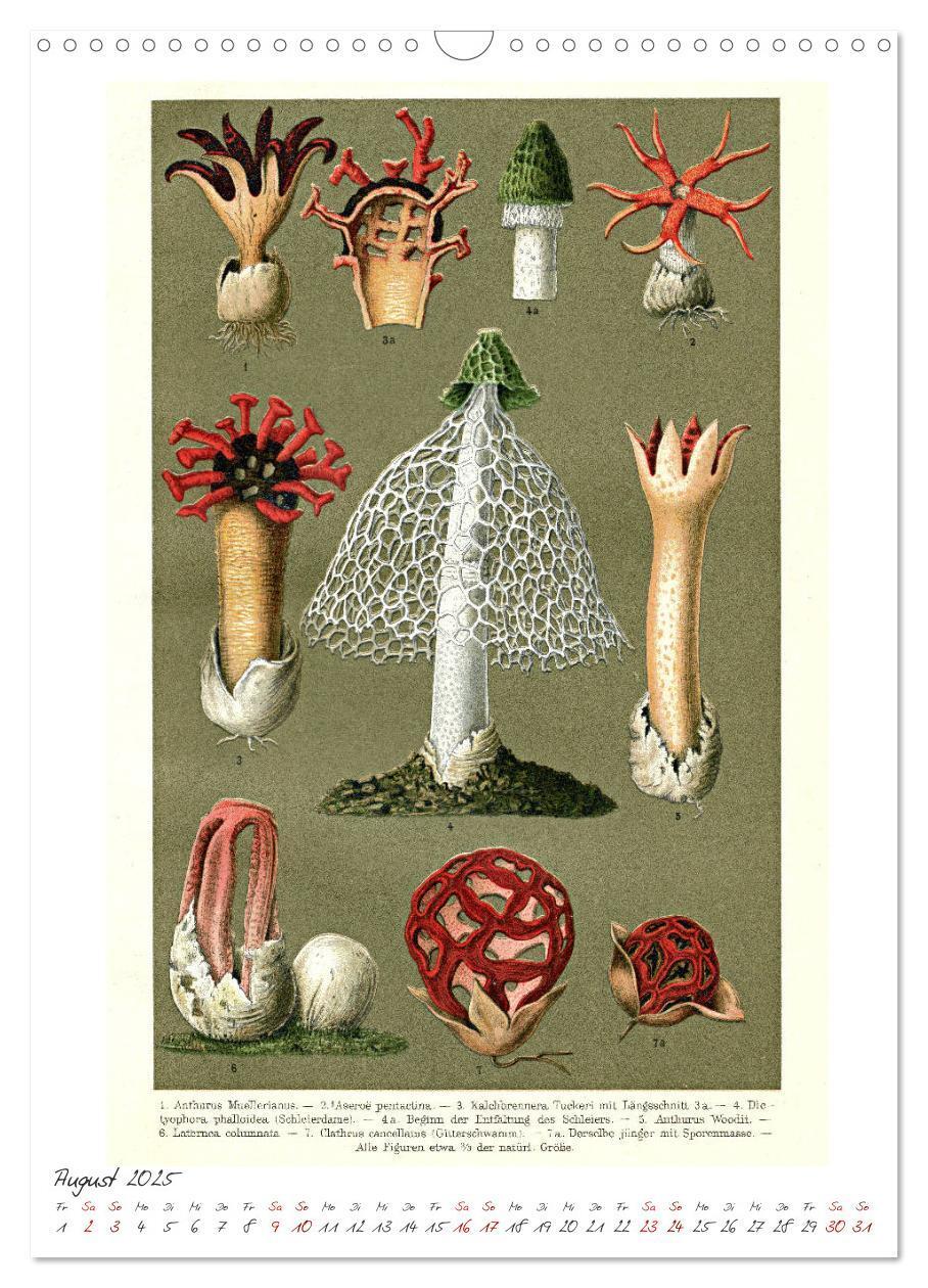 Bild: 9783435978632 | Formenspiele der Evolution. Chromolithographien des 19....