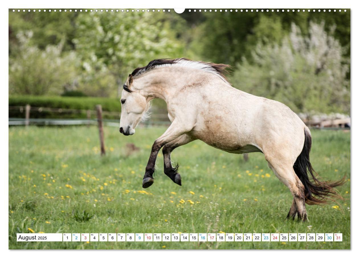 Bild: 9783435171699 | Durch das Jahr mit dem Connemara Pony Holly (Wandkalender 2025 DIN...