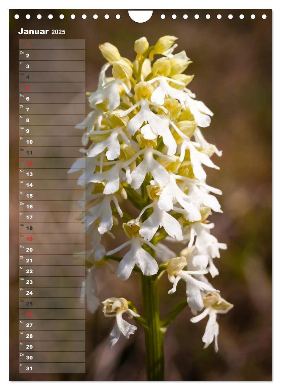 Bild: 9783435942473 | Auf der Suche nach Orchideen in Deutschland (Wandkalender 2025 DIN...