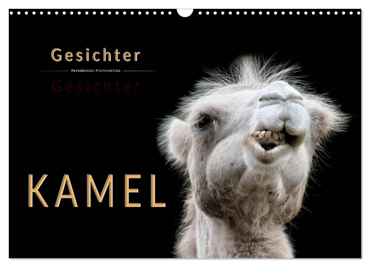 Cover: 9783435355952 | Kamel Gesichter (Wandkalender 2025 DIN A3 quer), CALVENDO...