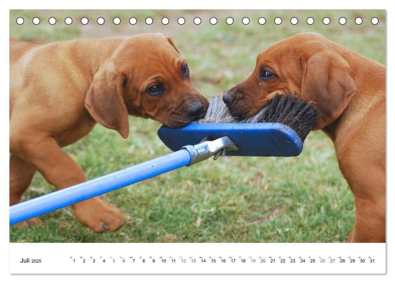 Bild: 9783435621583 | Rhodesian Ridgeback Welpen (Tischkalender 2025 DIN A5 quer),...