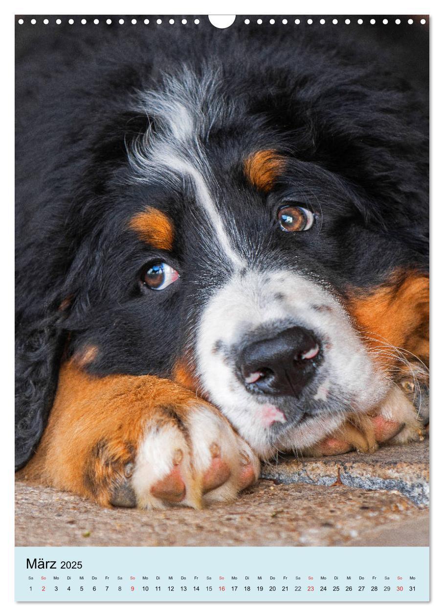 Bild: 9783435960651 | Berner Sennenhund - stark , schön und liebenswert (Wandkalender...