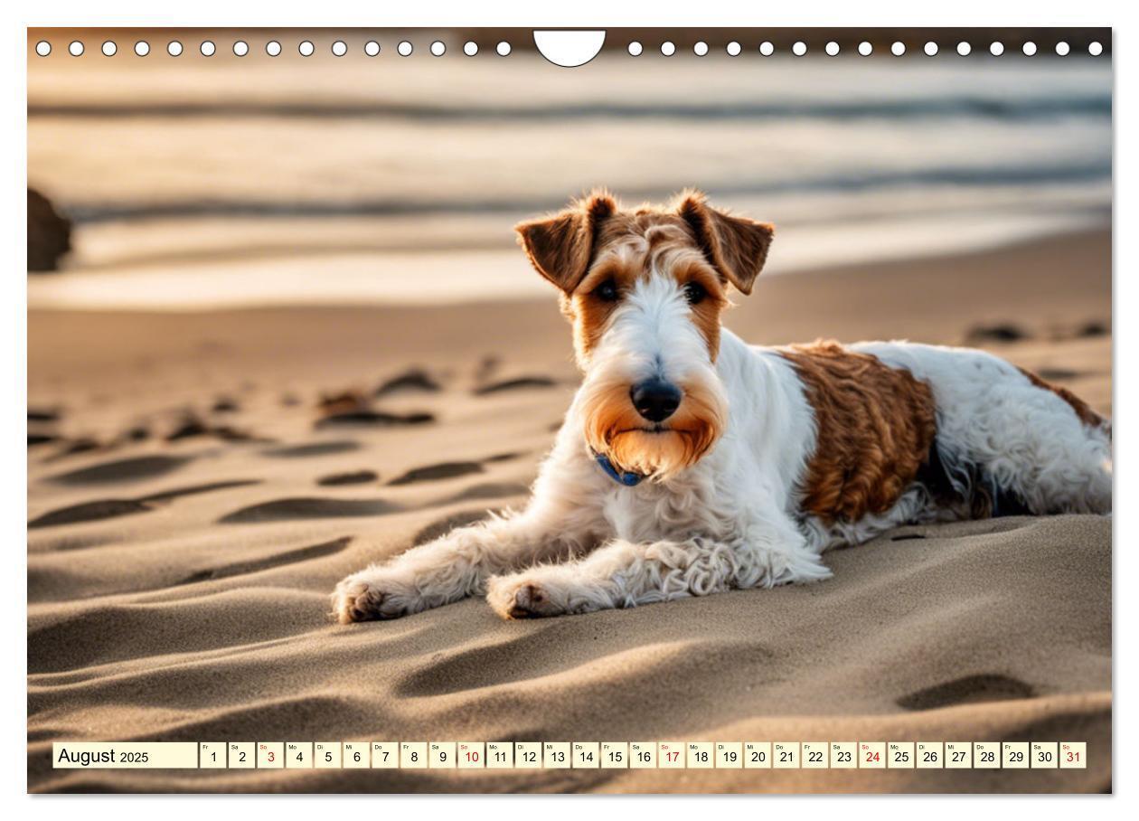 Bild: 9783435690367 | Drahthaar-Foxterrier (Wandkalender 2025 DIN A4 quer), CALVENDO...