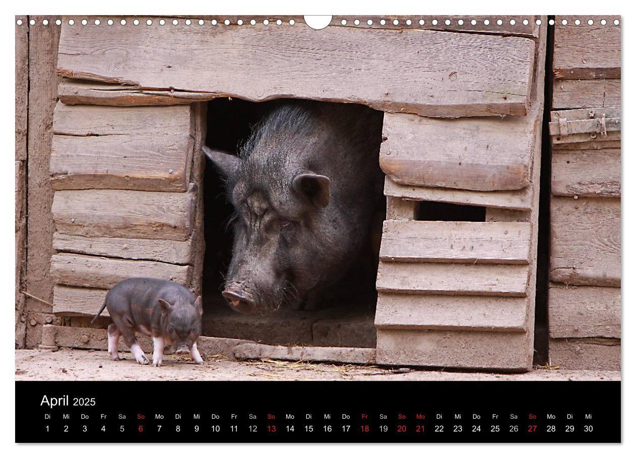 Bild: 9783435838509 | Schweinereien (Wandkalender 2025 DIN A3 quer), CALVENDO Monatskalender