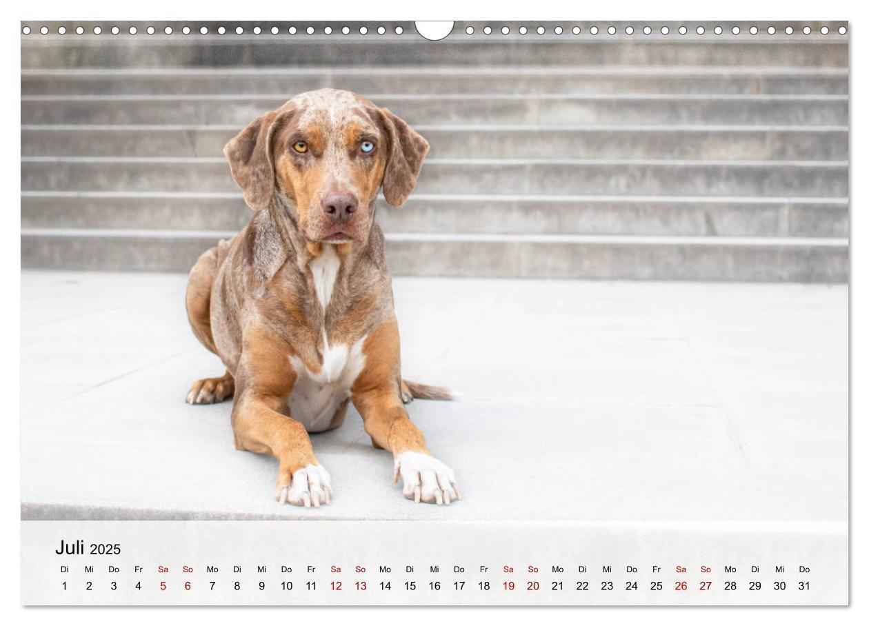 Bild: 9783435180684 | Lousiana Catahoula Leopard (Wandkalender 2025 DIN A3 quer),...