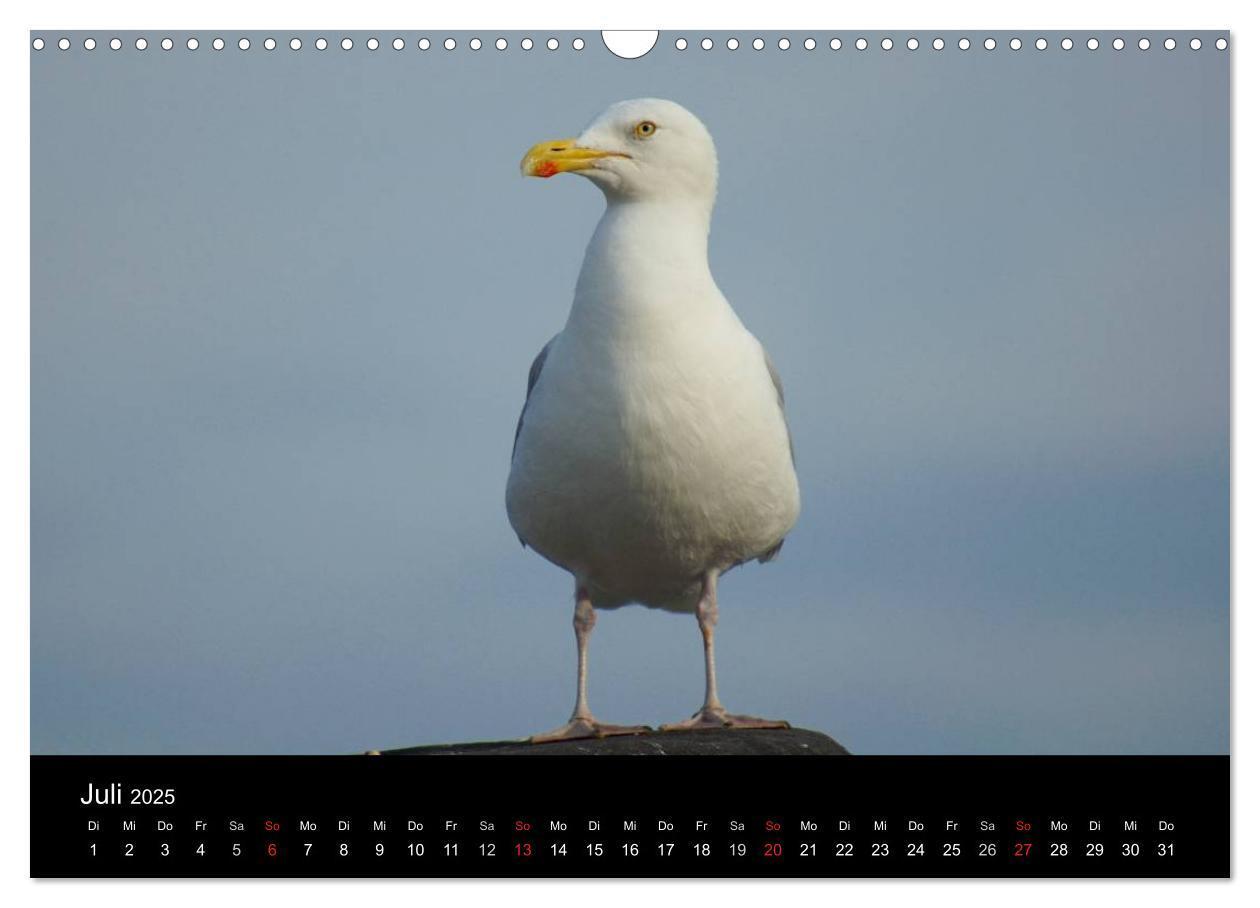 Bild: 9783435764754 | Cuxhaven an der Nordsee (Wandkalender 2025 DIN A3 quer), CALVENDO...