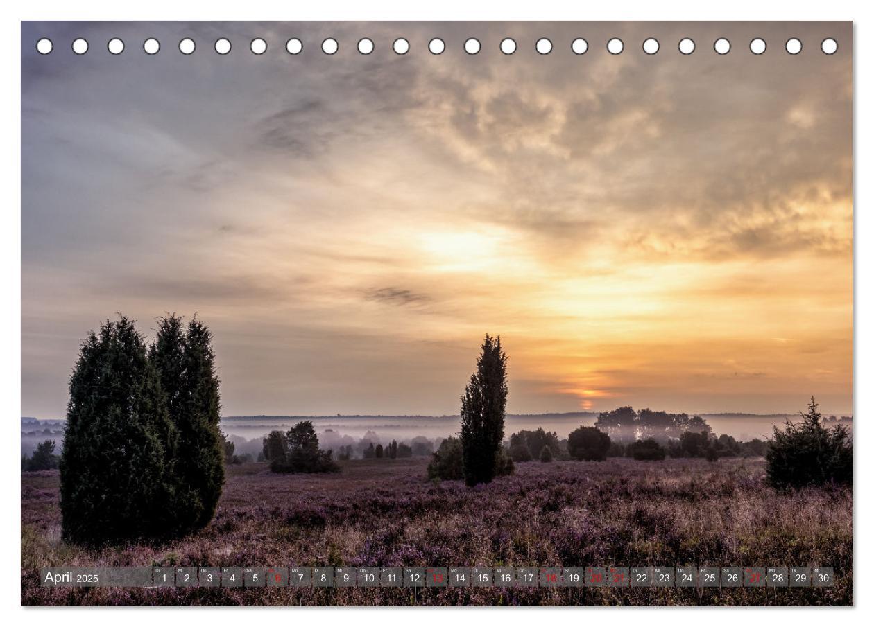 Bild: 9783383853005 | Die Lüneburger Heide - In voller Blüte (Tischkalender 2025 DIN A5...